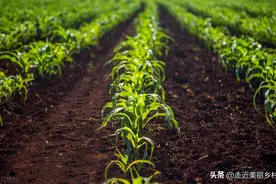 种玉米底肥用啥好？老农经验告诉你答案！图片