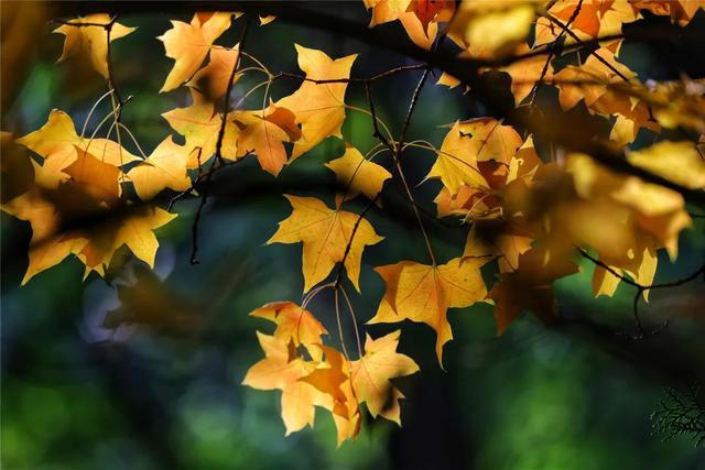 别急,地坛秋色还在!银杏节持续至本周末→
