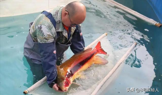 2006年长江惊现“美人鱼”，重庆渔民误捕一条，专家：出水必死
