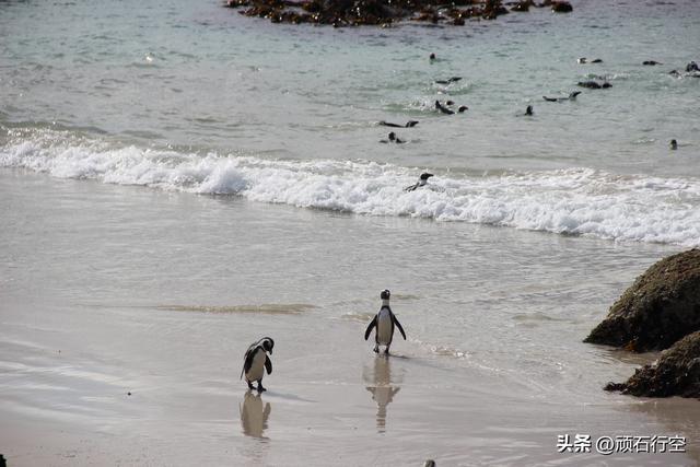 南部非洲：南非开普敦企鹅岛