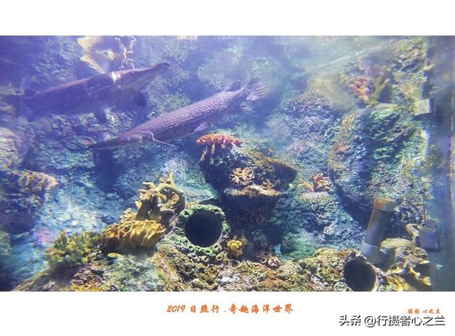 山东行游影记（90）—日照奇趣海洋世界（一）