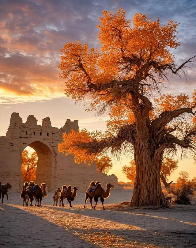 踏迹寻旅：不朽胡杨林游人玩什么？