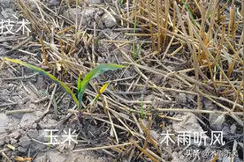 除草剂打完几个小时下雨不影响药效，用除草剂出现药害怎么办？图片