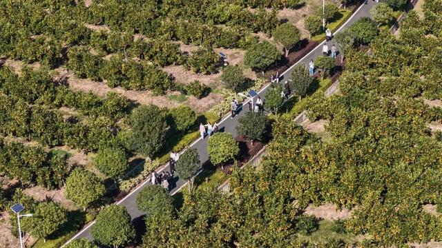 奔“县” | 橙色美好奔赴而来，你尝了么？