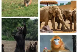 “欢度国庆 相约沈阳森林动物园”系列活动等您来体验！图片