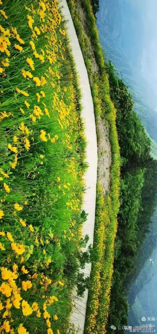 打卡最美风车花海！台州这个森林公园的夏天最烂漫，你可去过？