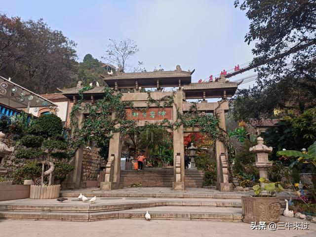 无为在歧路，柿岩之红叶