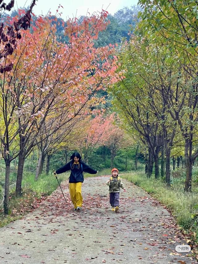 黄了！彩了！1h刹拢成都最近赏秋地，徒步拿奖牌、邂逅古寺银杏！老街美食好吃惨！