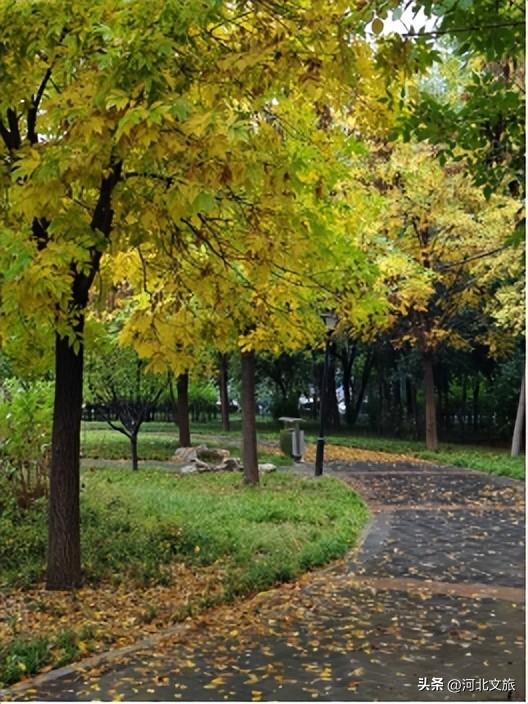 别错过！石家庄市城区赏秋最全指南，来啦→
