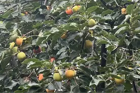 玩转郑州：来植物园 感受百果香图片