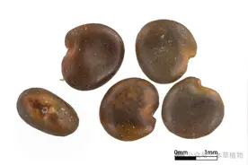 沙苑子及其混伪品鉴别图片