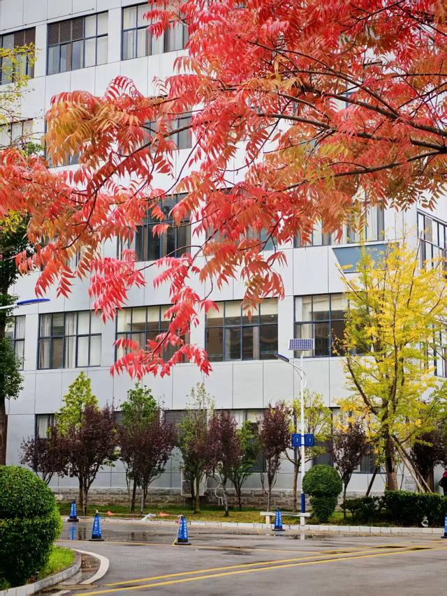 【新年絮语】陆良培芳医院之美