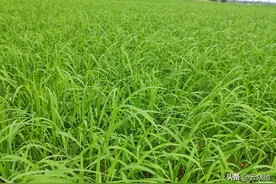 持续降雨，田里的稗草大了怎么办？天晴后用敌稗方案增多图片