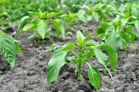 浇水越勤死越快？这6种耐旱蔬菜逆天生长，老农3招让菜园爆仓图片