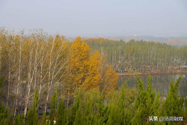 【图说岳乡】汤阴汤河国家湿地公园：初冬染彩 秋韵未歇