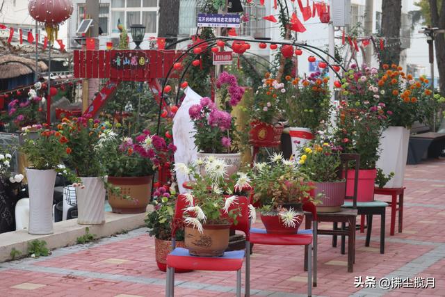 小区里的“菊展”，家门口的美景