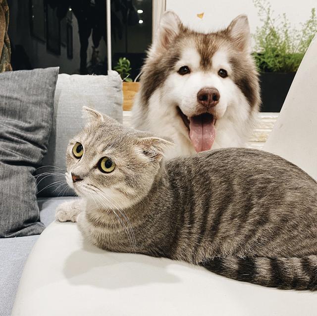 如何有效阻止猫狗大战：15种方法让你的宠物和平共处
