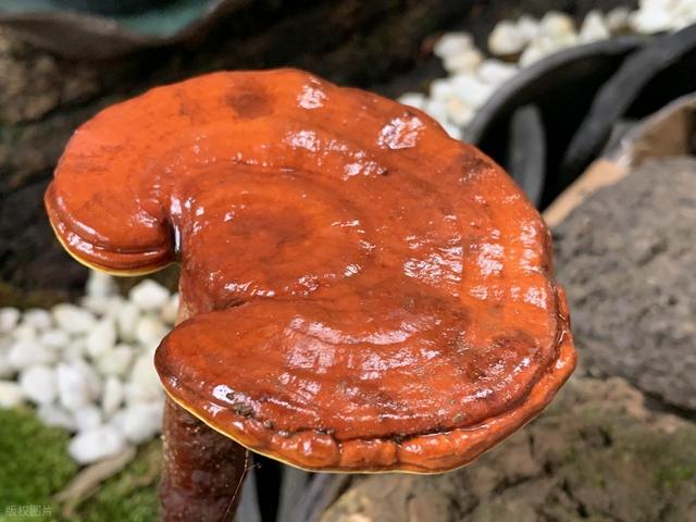 灵芝是“仙草”还是智商税？一文读懂它的功效与禁忌