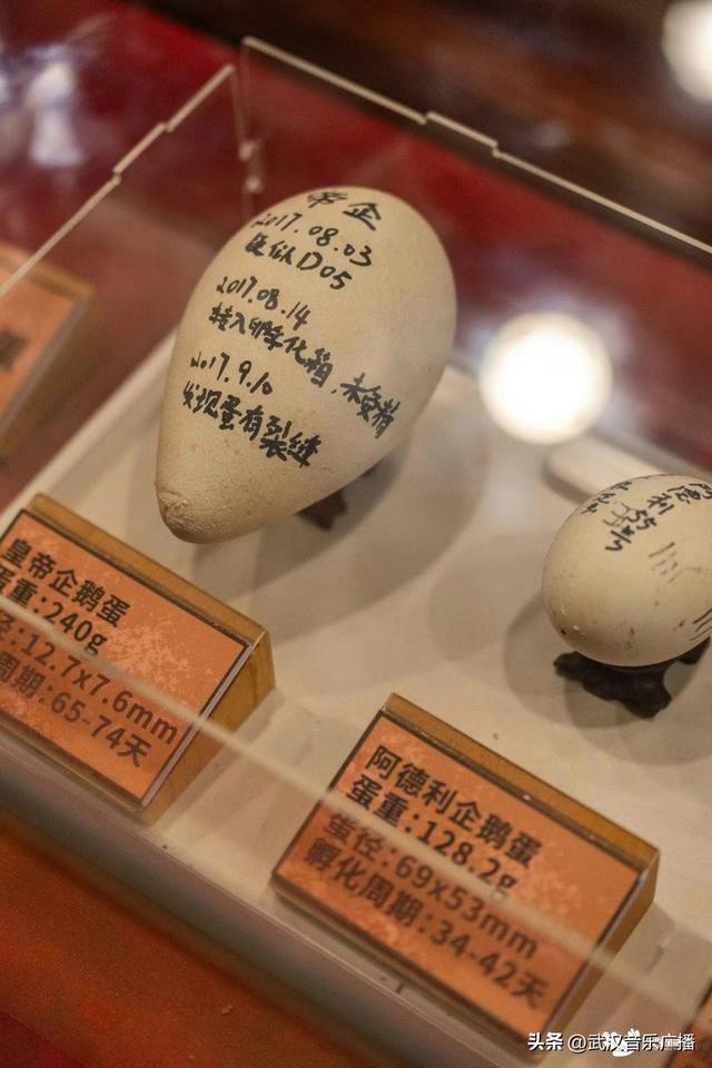 华中首秀，东西湖博物馆+1