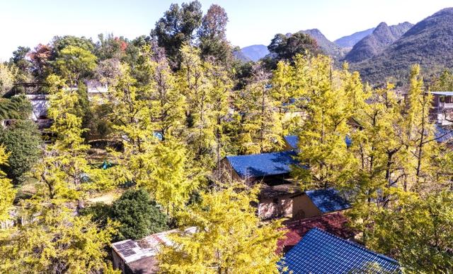 桂林灵川：百万株银杏“披金”引客来