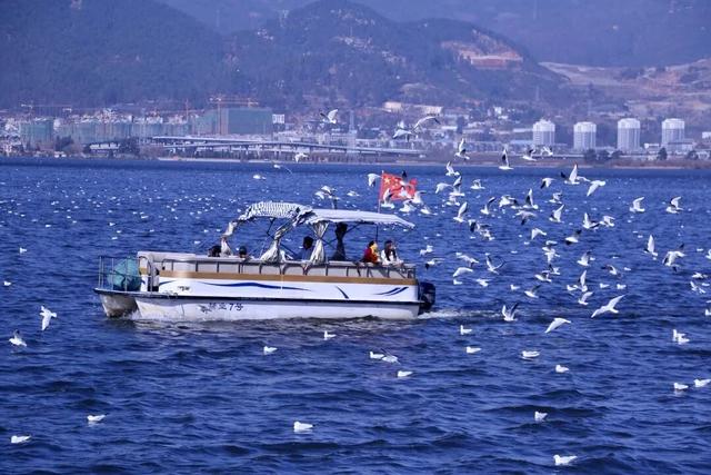 观鸥更方便！全新移动服务“神器”来了！