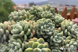 饭局上，领导给你“递烟”，低情商的人说“我不会抽烟”，高情商的人这样说图片
