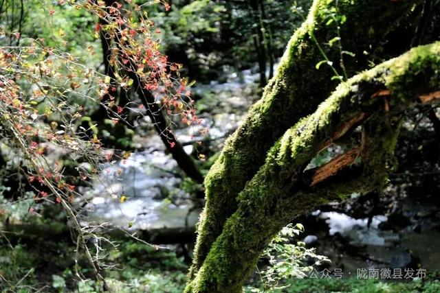 人间仙境！徽县三滩，这里的风光每一帧都能当屏保！