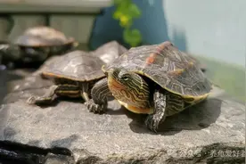 养龟三年后，突然幡然醒悟，原来如此啊图片