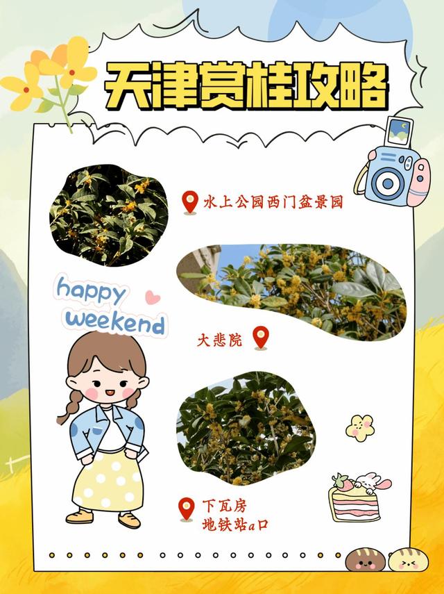 天津的秋天，在这几处邂逅满城桂花香！
