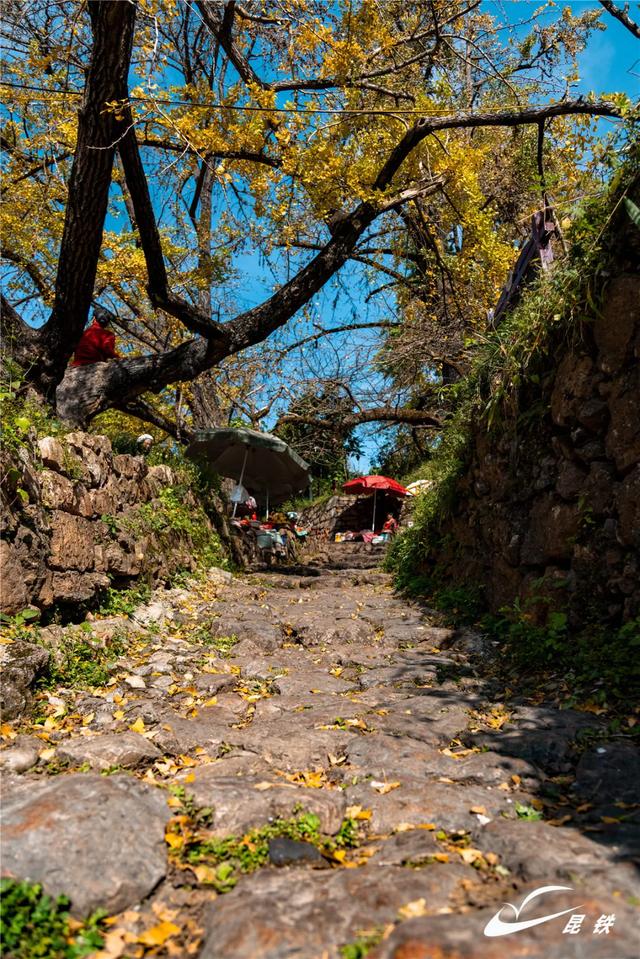 金叶映古驿！妥乐千年诗意，此刻正当赴