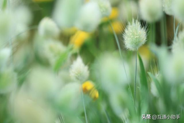用佳能微距镜头拍出精美“花卉微距写真”的秘诀!