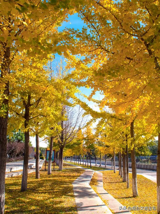 【乐游烟台】最新实拍！烟台鱼鸟河“顶级秋色”加载中