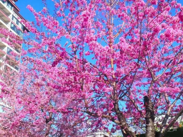 生活里的永平味道 |永平街巷藏不住的温柔与明媚