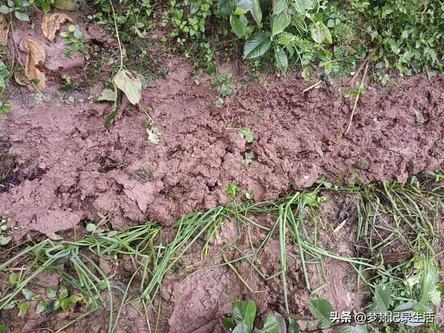 肉松的心思不难猜，低气压制造者每天都在源源不断地生产低气压