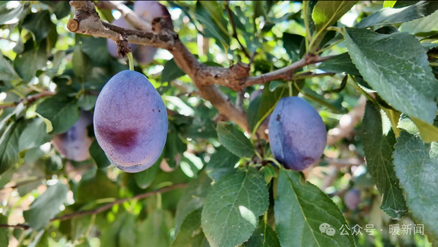 内蒙古的秋天不止“卷”起来，还能……
