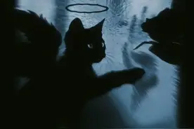 传说最多的玄猫——一旦你想养黑猫，一辈子就完了图片