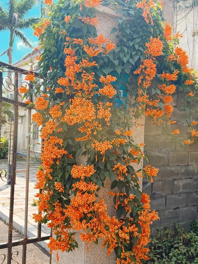 你说一句春光好，我就装满了一筐的文昌春天给你！