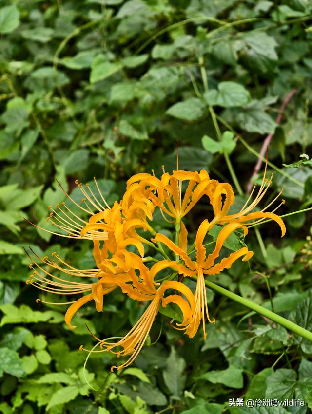 成都徒步（69）·彭州篇⑯法藏寺环线（桥断未走通）