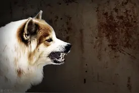 被狗咬大半年后脑死亡？狂犬病“十日观察法”在中国不适用？图片