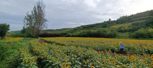 鸭凫峪鹿走沟向日葵🌻花海惊艳亮相！