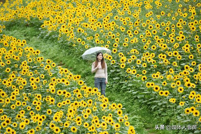 六盘水明湖百余亩花田盛开引游客赏花入画来