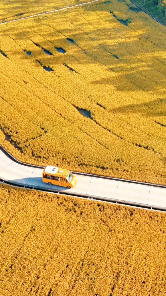 广东湛江：来遂溪这条村，感受冬日限定的金色浪漫~