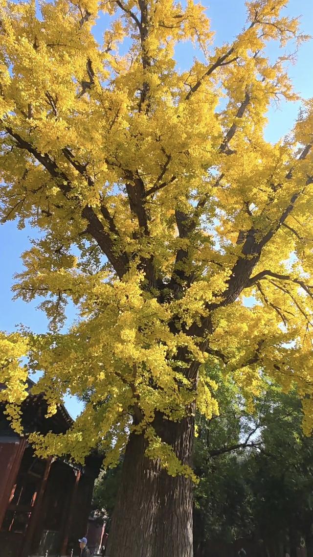 千年银杏树酣畅淋漓向世界宣布：我来过，我灿烂过！