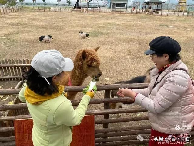 一步一景,奇石不断!温州这处奇石纷呈的的免费景区你可去过?