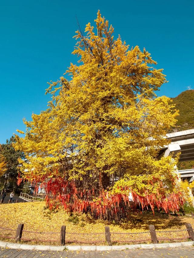 赏秋正当时!自驾来汉中,赴一场秋日视觉盛宴~