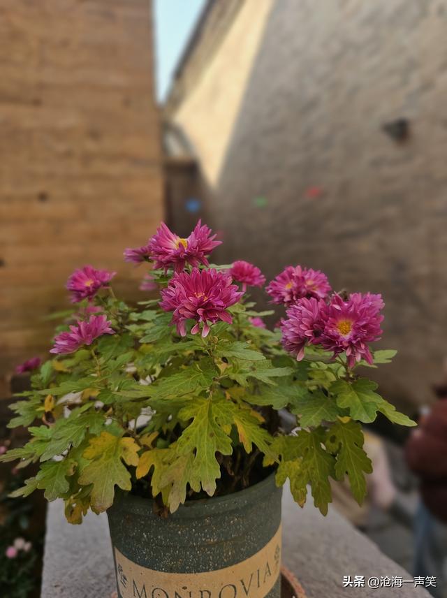 菊花的世界那么大，我想去看看，一起打卡山村菊花美吧！