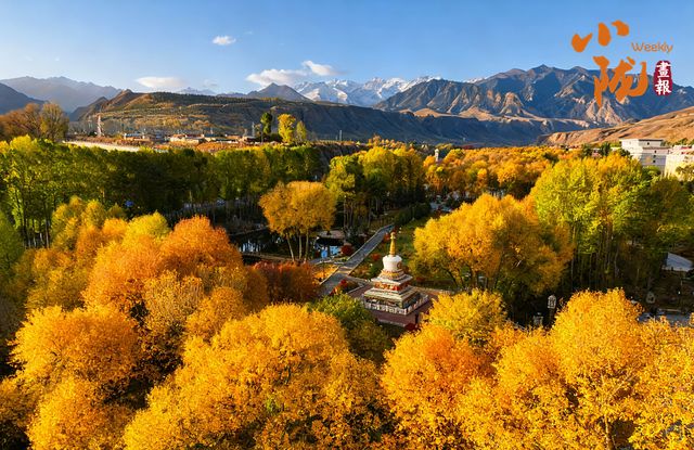 【小陇画报·426期】肃南：多彩秋日 满目金黄