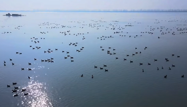 从“退垸还湖”到“观鸟天堂” 探秘汈汊湖的生态新生