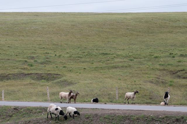 张掖山丹马场——祁连山脚下的大草原