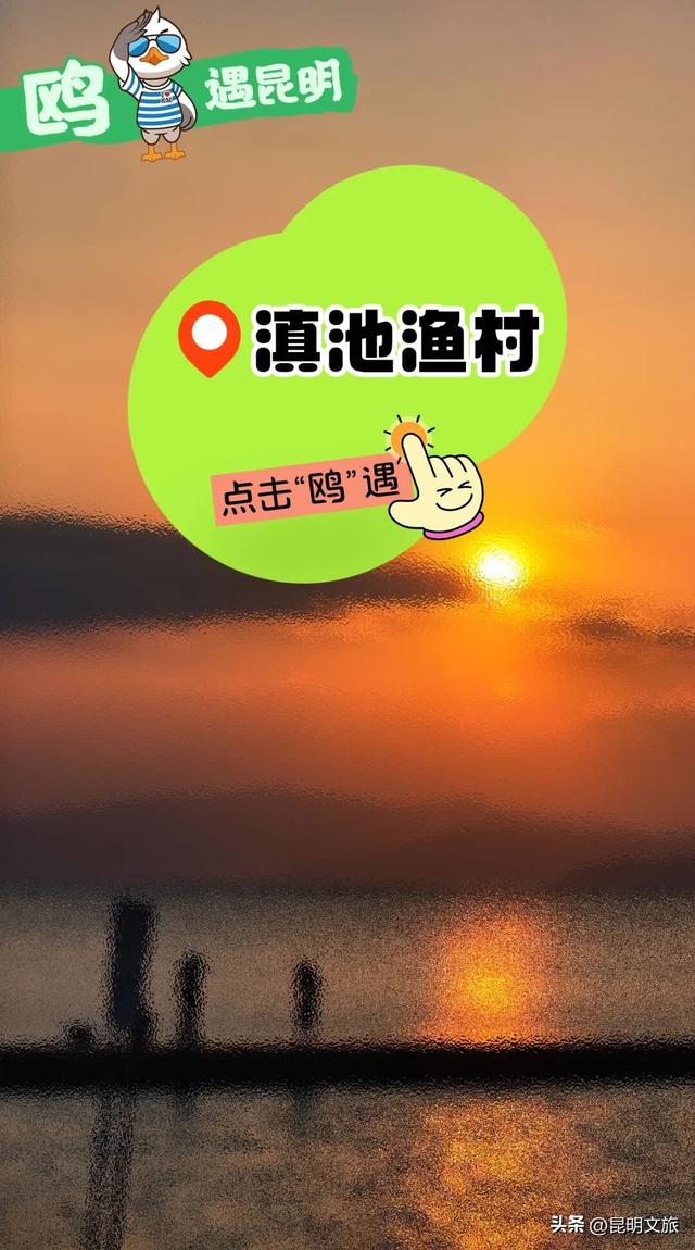 2025最新观鸥地图：这些地方“鸥”气值MAX，拍照直接封神！